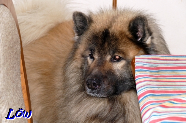 11.12.2025 - Wo ist meine Torte?